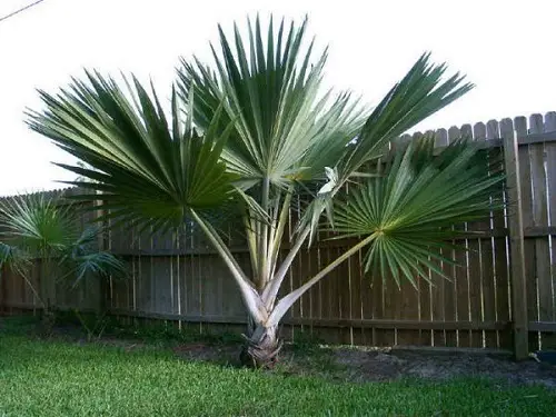 Florida's Finest Palm Trees near fence