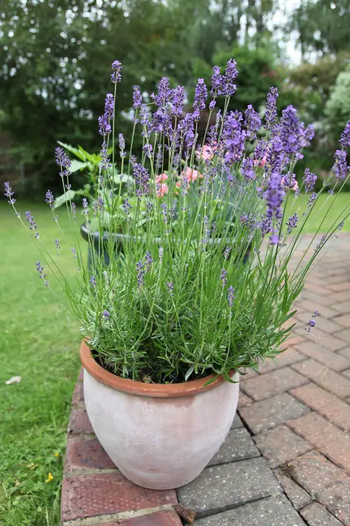 Growing Lavender In Pots 1