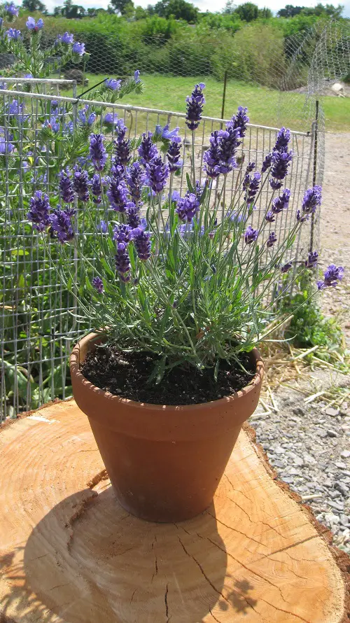 Requirements for Growing Lavender in Pots