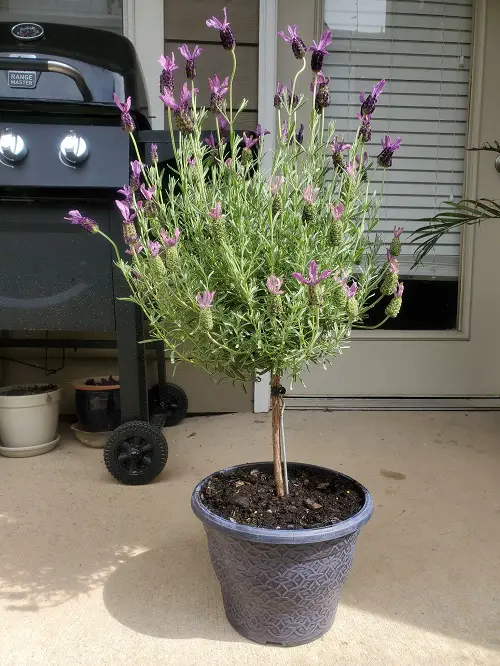 Growing Lavender In Pots 1