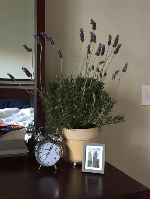 Growing Lavender Indoors