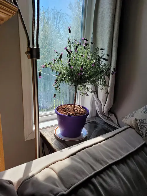Growing Lavender Indoors