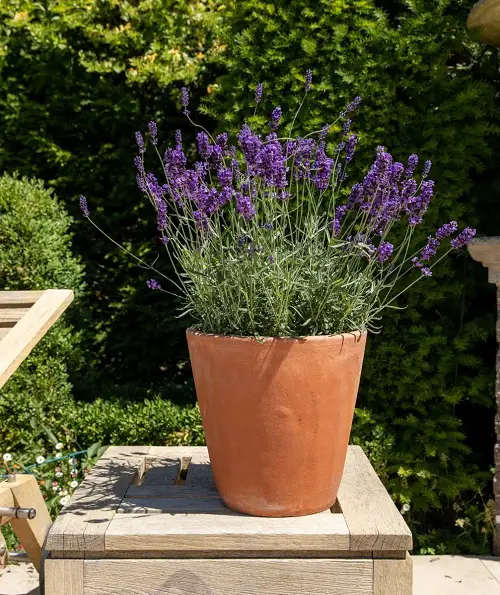 Requirements for Growing Lavender in Pots