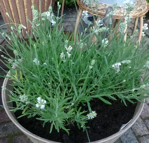 Growing Lavender In Pots 3