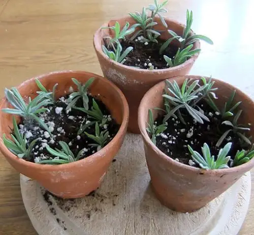 Growing Lavender In Pots 2