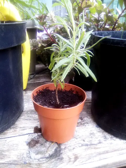 Growing Lavender In Pots 2