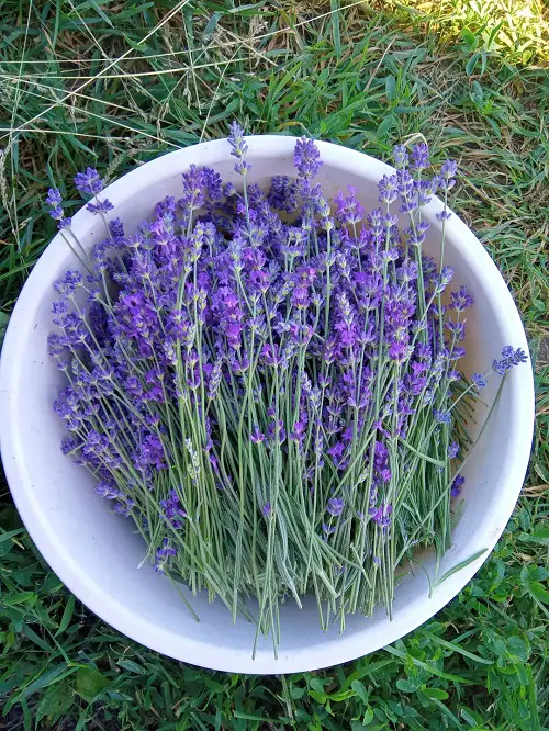 Lavender harvest