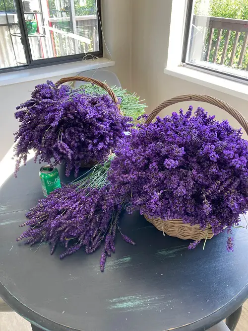 Lavender harvest