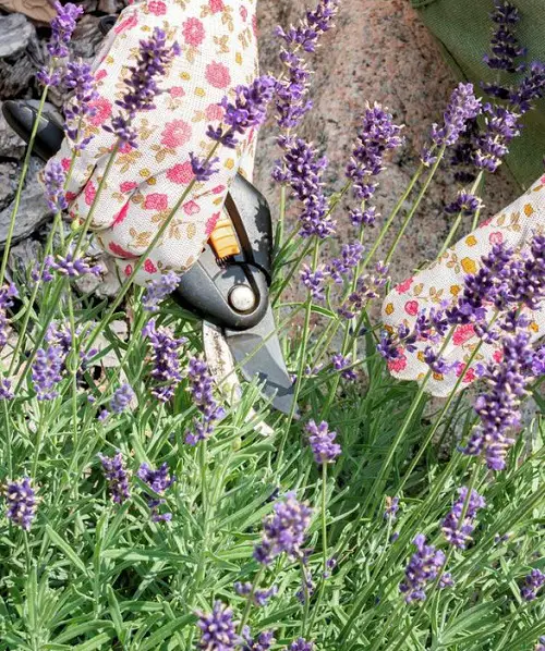 Lavender pruning