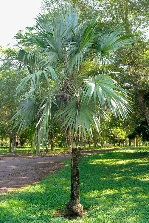 best Types of Florida Palm Trees