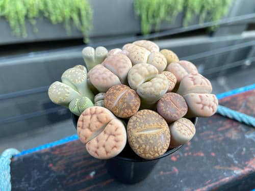 Requirements for Growing Lithops