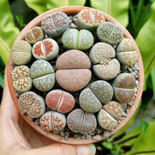 Lithops Care
