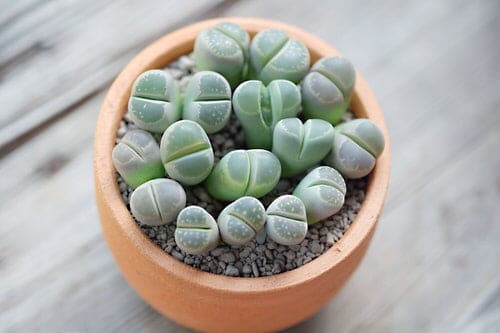 Popular Lithops Varieties