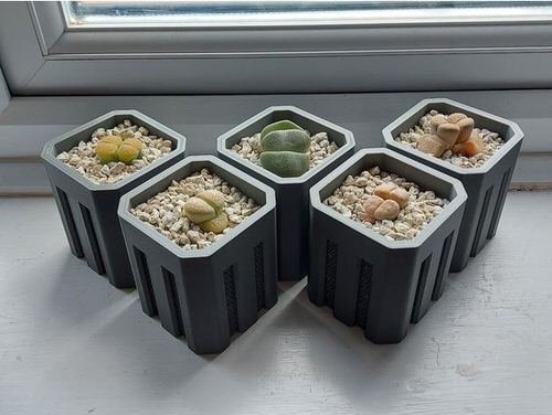What are Lithops