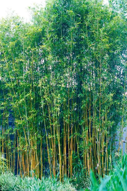 Bamboo for a Hedge 