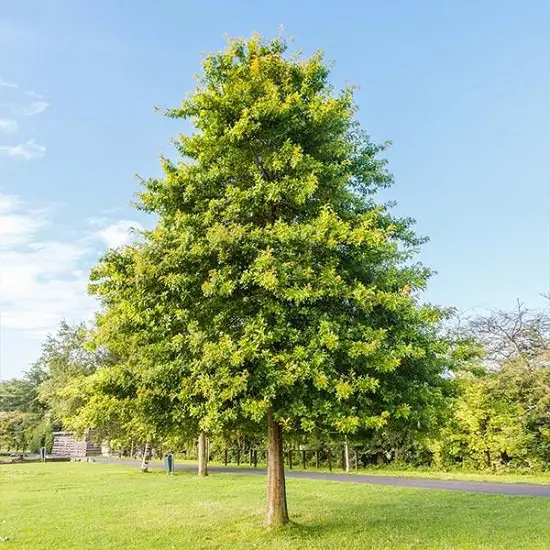 Best Trees to Plant in Georgia 9