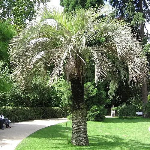 Types of Florida Palm Trees
 in park