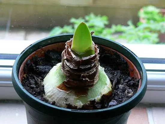 Planting Amaryllis in pot