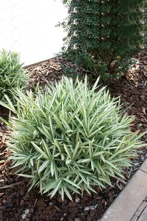 Dwarf Whitestripe Bamboo for a Hedge 17