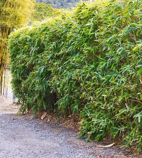 Chinese Dwarf Bamboo for a Hedge 15