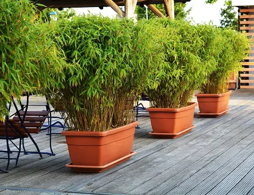 Containing a Bamboo Hedge