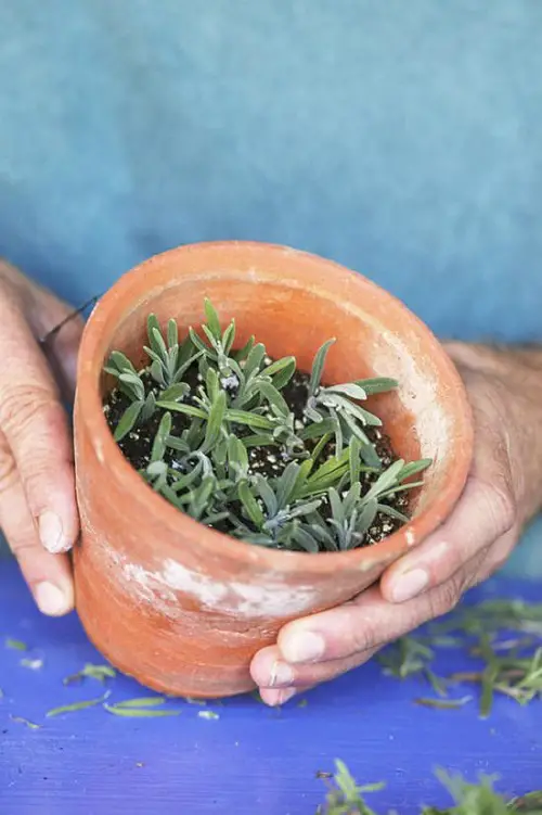 Growing Lavender In Pots 2