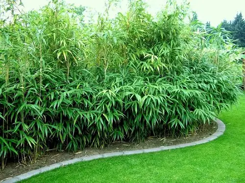 Best Bamboo for a Hedge in garden