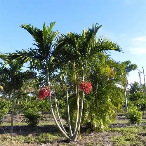 Amazing Types of Florida Palm Trees
