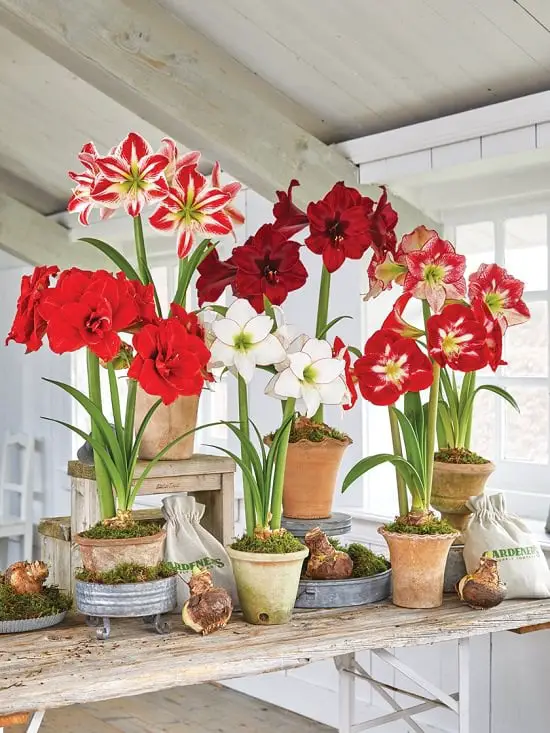 Requirements for Growing Amaryllis Indoors