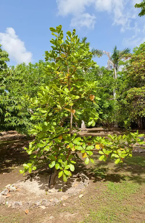 Requirements for Growing Cashew Nuts Tree