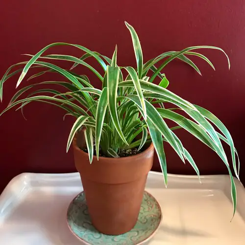 Different Spider Plant Varieties