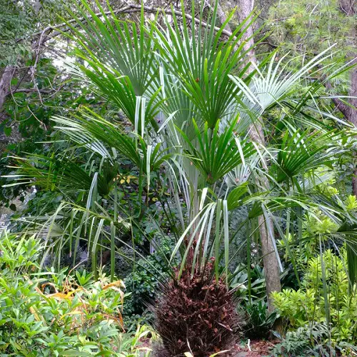 Amazing Types of Florida Palm Trees