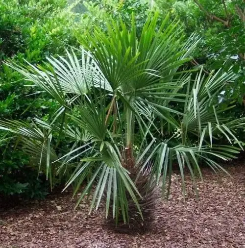 best Types of Palm Trees in Florida
