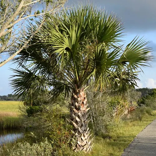 lovely Types of Palm Trees in Florida