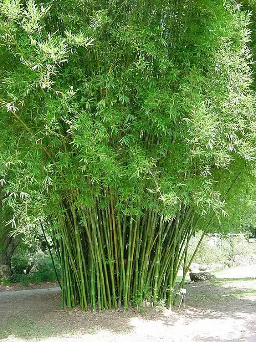 Seabreeze Bamboo for a Hedge 1