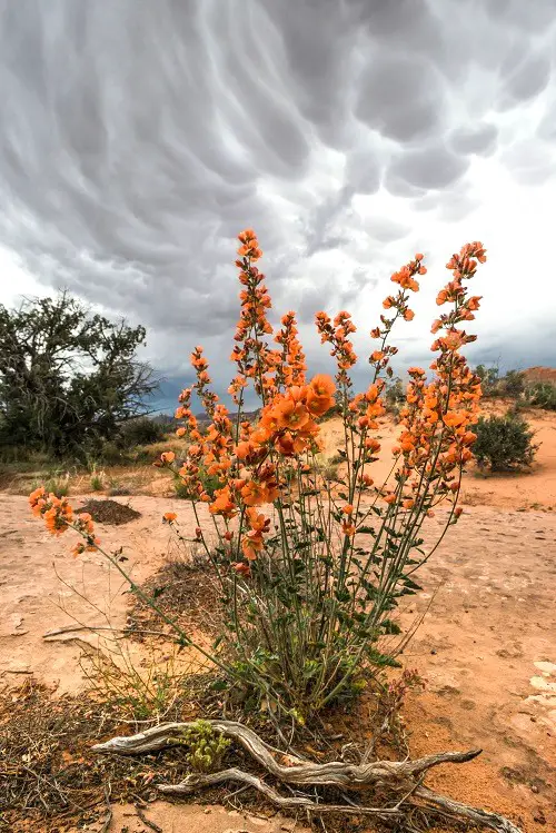 beautiful Orange Wildflowers 9