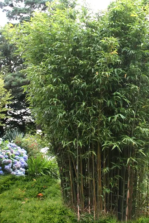 Temple Bamboo for hedge 
