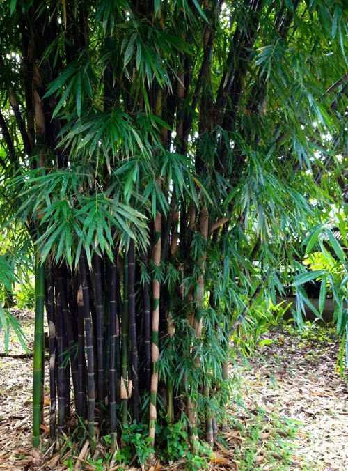 Timor Black Bamboo for a Hedge 