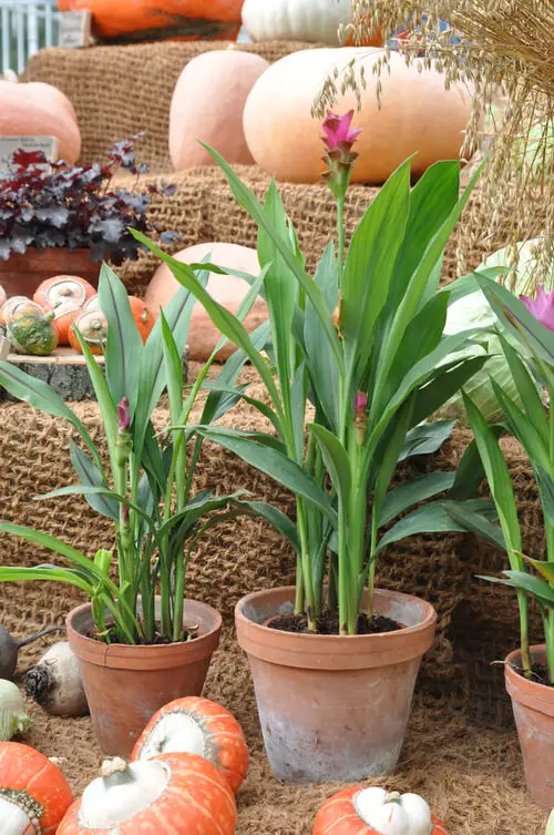 Growing Turmeric In Pots |