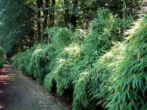best Bamboo for a Hedge 