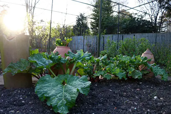 Swiss chard vs Rhubarb Difference
