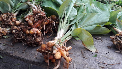 Rhizome or Turmeric Plant!