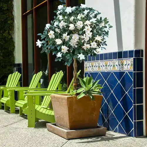 Requirements for Growing Gardenias 5