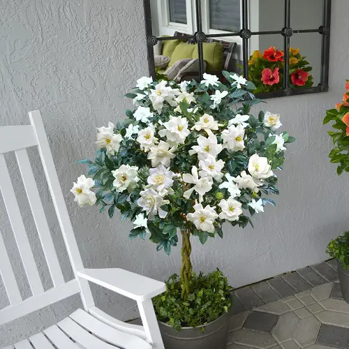 Gardenias in Pots indoor