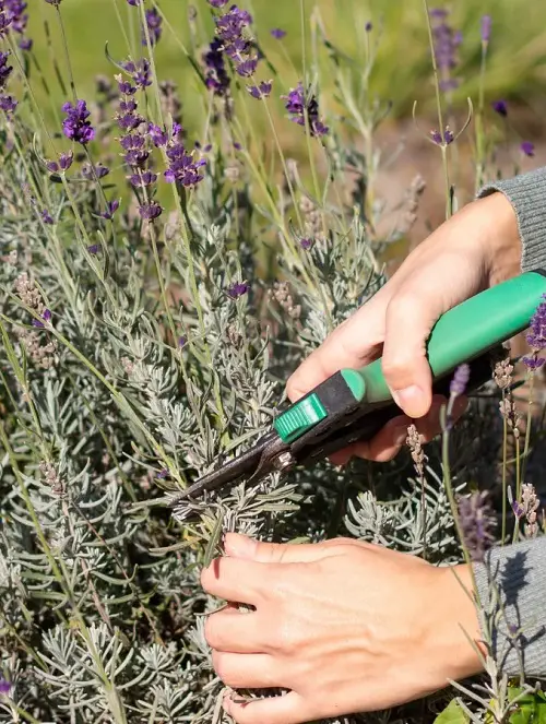 Lavender pruning