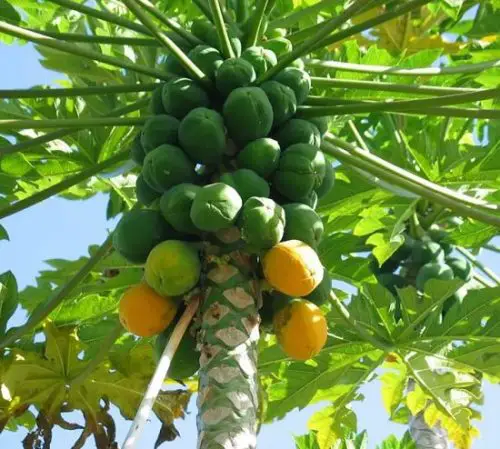 Growing Papaya Tree 