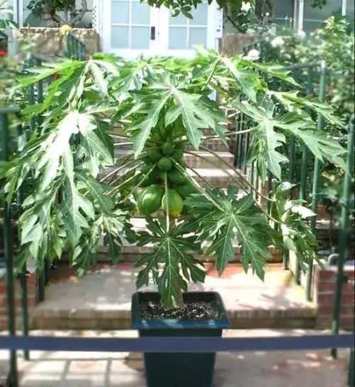 Requirements for Growing Papaya Tree
