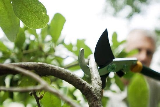 Pruning Crab Apple Tree 2