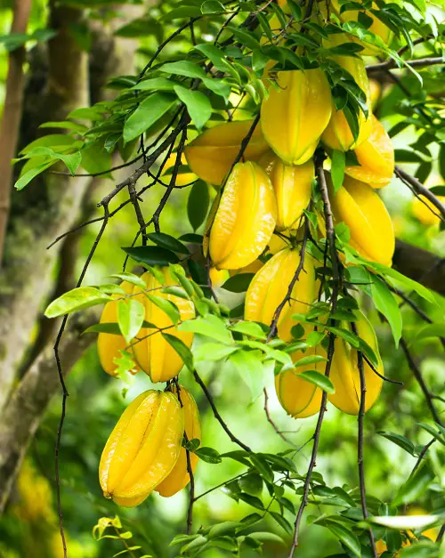 When Does Star Fruit Ripe