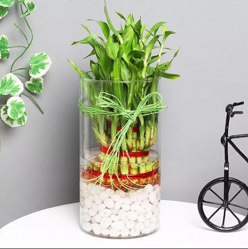 Best Dracaena Varieties for Indoors 1